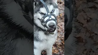 Теперь не будет кушать все подряд, спасает намордник 🐶