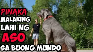 10 PINAKAMALAKING LAHI NG ASO SA BUONG MUNDO | Historya