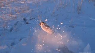 ВОТ ЭТО УДАЧА! ОХОТА НА ЗАЙЦА