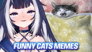 Shylily Reacts to Funny Cat Memes to Watch When You Can't Sleep