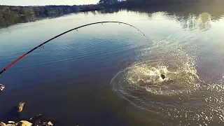 HUGE CATFISH!!  Bank Fishing with cut bait