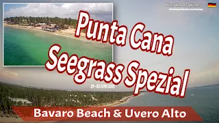 Punta Cana Seegrass Spezial! Bavaro Beach und Uvero Alto Wo ist das Seegrass wieviel Seegrass ist da