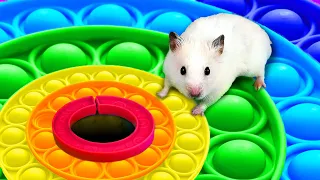 Hamster Colorful DIY Pop It Maze - Obstacle Course with Ball Pool