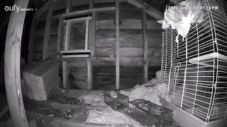 Trapping Flying Squirrels in Attic