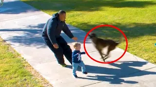 20 HERO ANIMALS THAT SAVED HUMAN LIVES CAUGHT ON CAMERA!