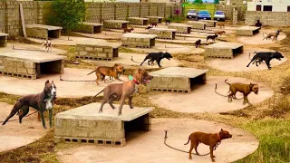 The World Biggest Dogs Kennel In Punjab Dog Traning In Pakistan - Hsn Entertainment