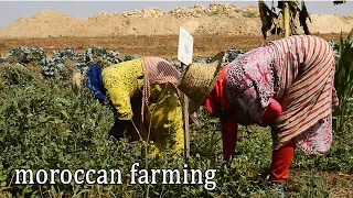 LIFE ON A MOROCCAN FARM