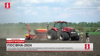 На Черкащині очікують на високий врожай озимих