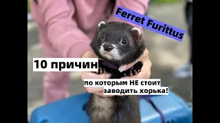 #ferret #furittus #хорек #беларусь      10 причин по которым не стоит заводить хорька!