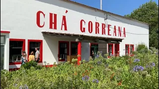 Passeio á Fábrica do Chá da Gorreana e Pico do Ferro