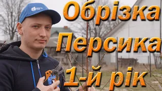 Обрізка персика після посадки. Обрізка у перший рік персик