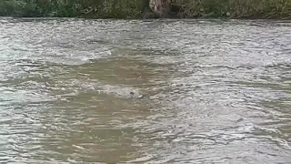 Salmon Swimming Upstream at 16 Mile Creek