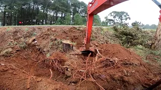 Arrancando toco e derrubando eucalipto na beira do asfalto 😬