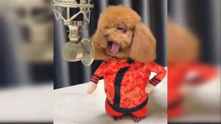 Best Talent - Cute and Funny Animals Videos Compilation