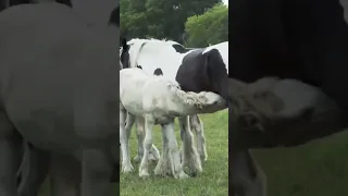 so beautiful ❤️ horse 🐎 baby 🐴 🍼#short #trending #viral #cute #love #baby #horse #how