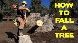 How To Fell A Tree With A Chainsaw | Best Tutorial for 2023!