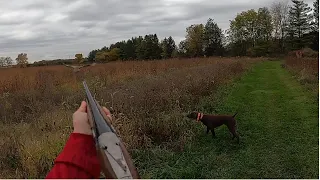 Opening weekend pheasant hunting!