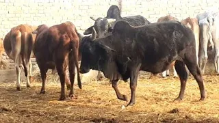 Red cow vs tow bull cow and black bull meeting full sex video