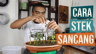 Cara Stek Bahan Bonsai Sancang (Premna Microphylla)