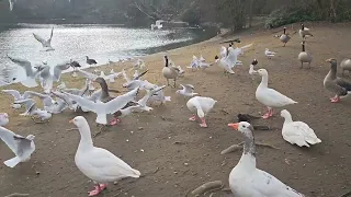 Heaton Park Boating Lake