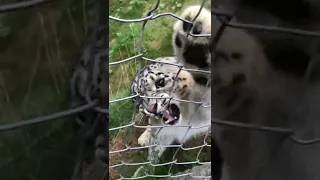 Angry Snow Leopard