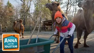 Ein Tag beim Zootierpfleger | Info für Kinder | Anna und die Haustiere | Spezial