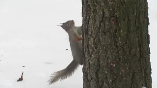 Две белки и две сушки - Two squirrels and two crackers - Due scoiattoli e due cracker