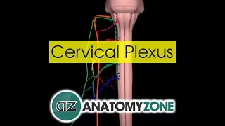 Cervical Plexus | Anatomy Tutorial