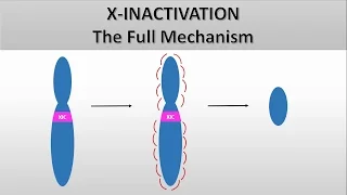 X Inactivation: The full mechanism, the formation of the Barr body, Heterochromatin and euchromatin