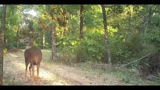 How to Make and Hunt Whitetail Deer Over Mock Scrapes