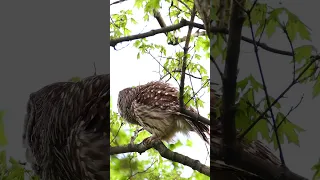Barred Owl Calling to its mate - #Owl #BarredOwl