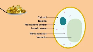 Mis 5 razones para consumir el Omega 3 de Wellness by Oriflame