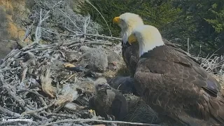 Earthquake California 5.3 Caught Live On Bald Eagle Nest Cam Sauces Canyon Channel Islands! 4.5.18