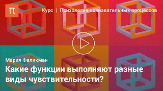 Классификации ощущений и рецепторов — Мария Фаликман