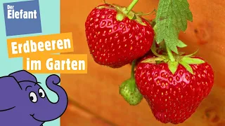 Wie wachsen Erdbeeren? | Der Elefant | WDR