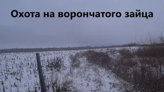 Охота на ворончатого зайца