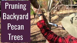 Pruning Pecans (Two Trees in One Hole)