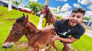 MEU CAVALO TEVE UM FILHOTE MUITO FOFINHO 😍