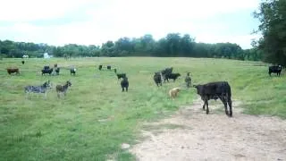 Donkey attacks dog; the kick is up... its GOOD!