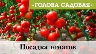 Голова садовая - Посадка томатов
