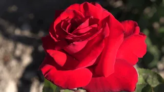 Гранд Аморе  - чайно гибридная роза, Оптовая продажа саженцев роз, Питомник Роз Полины Козловой,