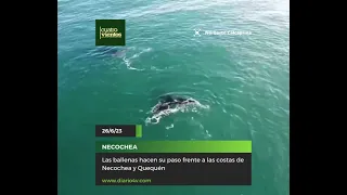 Las ballenas hacen su paso por Necochea y Quequén