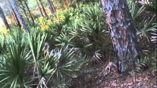 A Bigfoot Sighting In Florida: "Hunters" vs "Researchers"