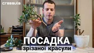 CRASSULA /// Садимо зрізану красулу (ТОВСТОЛИСТКУ)