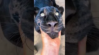 Big Cat Chin Scratches and Boops AMAZING