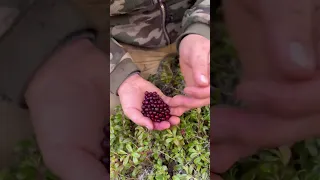 Harvested lingonberries🍒 for jam and fruit drink / Собрали бруснику🍒 для варенья и морса