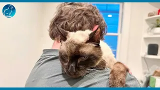 Grateful Cat Thanks Family When They Take Him Out of Shelter After He was Found on the Streets
