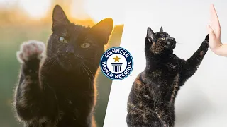 How many tricks can this cat do? - Guinness World Records