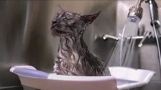 Mr. ViVo the Maine Coon's Royal Bath Session