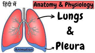 Lungs Anatomy and Physiology | Lobes | Segments | Pleura | Pleural Fluid | Animation | Hindi